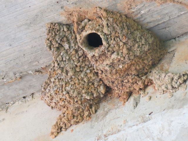 Cliff Swallow