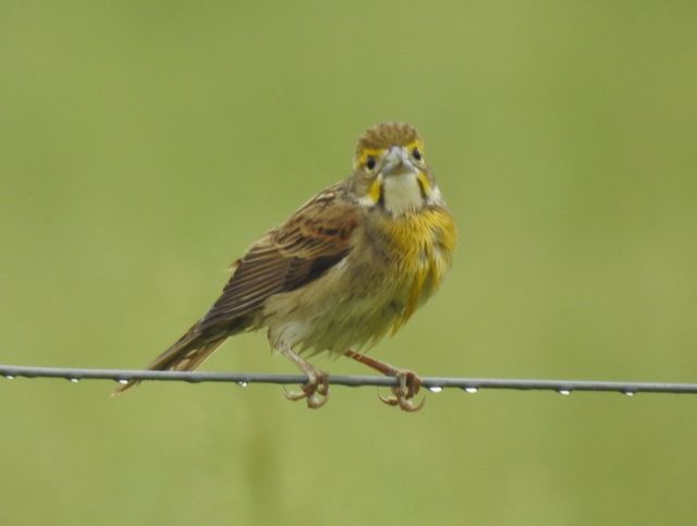 Dickcissel