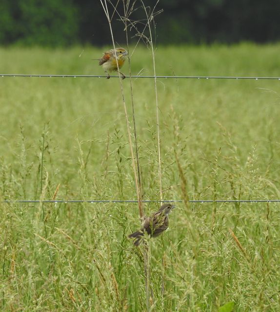 Dickcissel