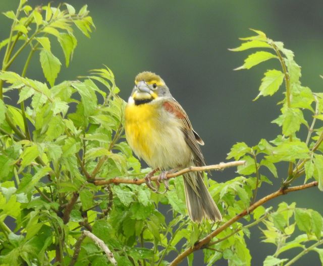 Dickcissel