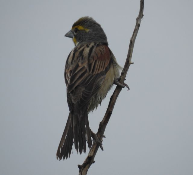 Dickcissel
