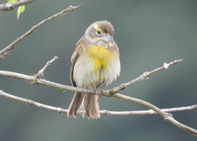 Dickcissel
