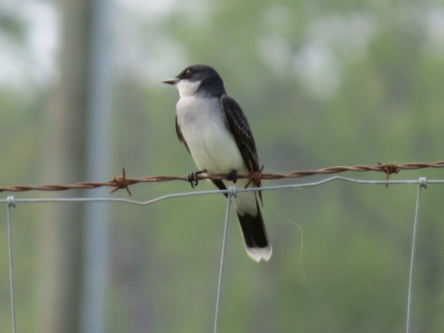 Eastern Kingbird