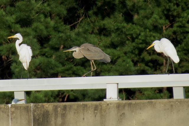 Great Egrets and Great Blue Heron