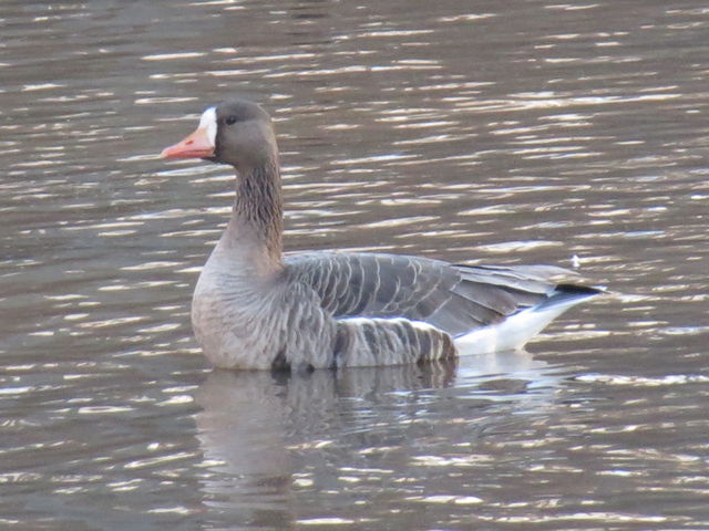 Greater White-fronted Goose
