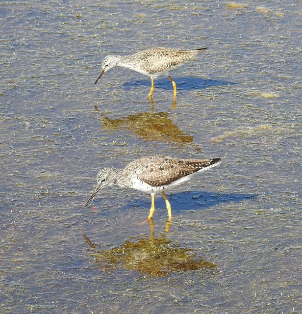 Greater Yellowlegs