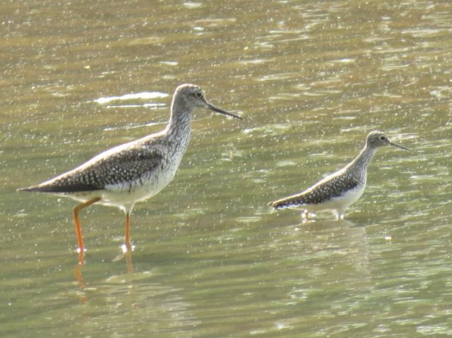 Greater Yellowlegs and Solitary Sandpiper