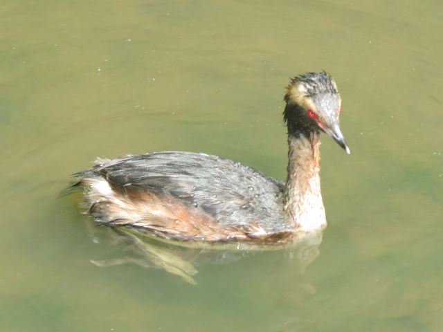 Horned Grebe