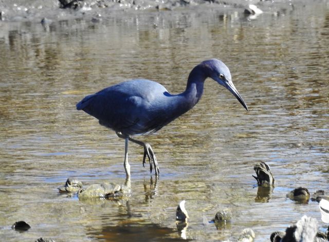 Little Blue Heron