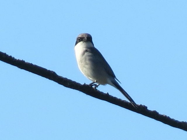 Loggerhead Shrike