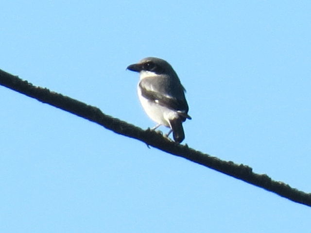 Loggerhead Shrike