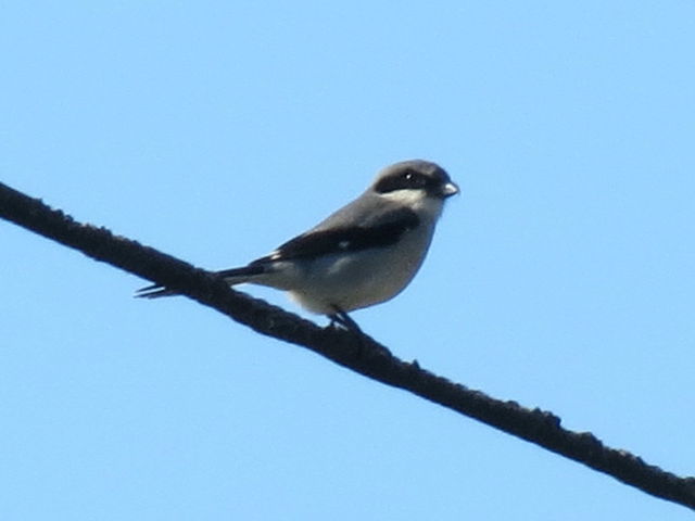Loggerhead Shrike