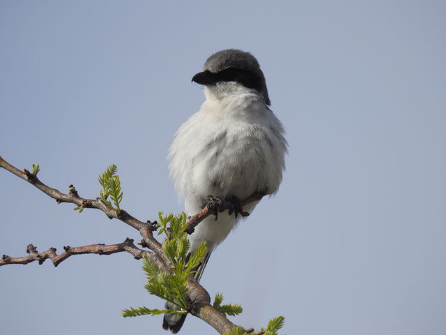 Loggerhead Shrike
