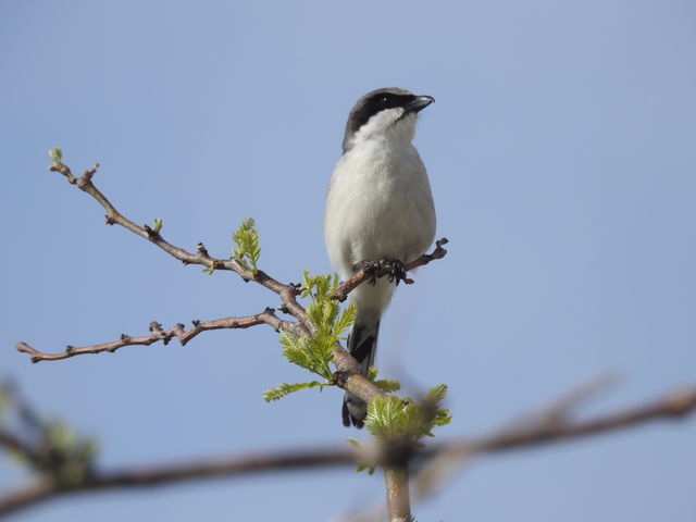 Loggerhead Shrike