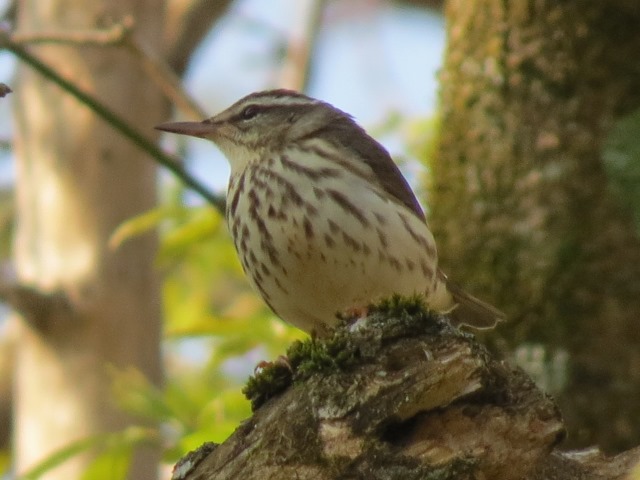 Louisiana Waterthrush