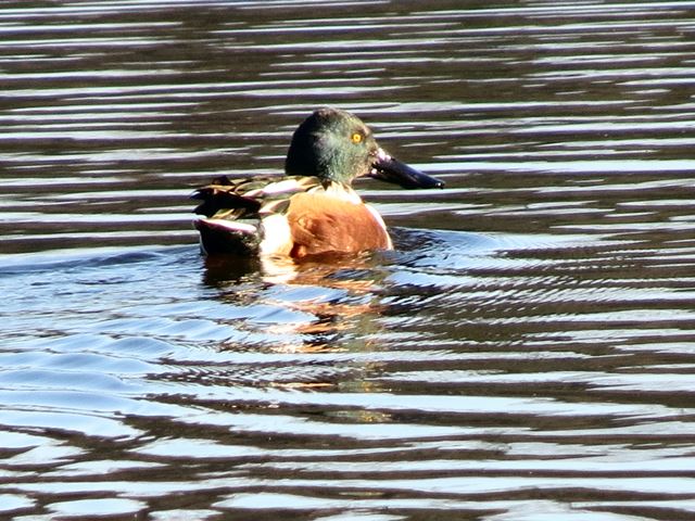 Northern Shovelers
