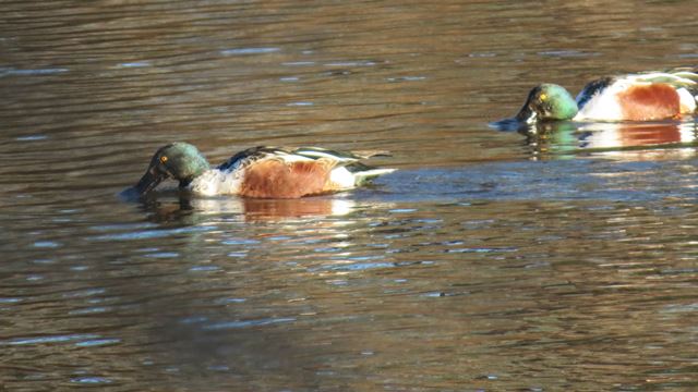 Northern Shovelers