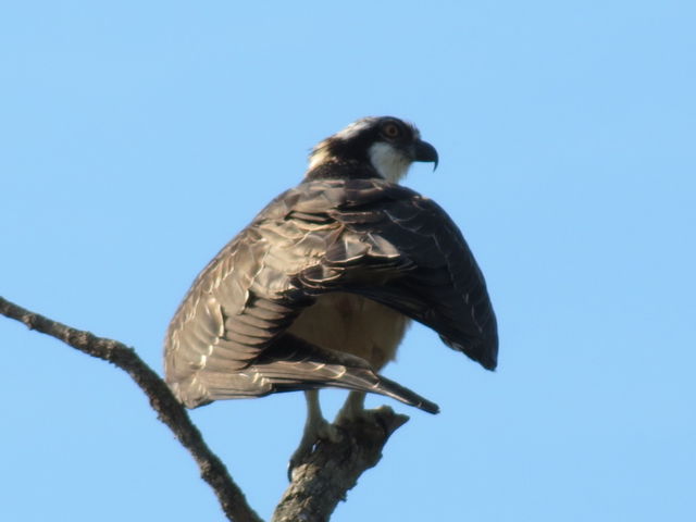Osprey