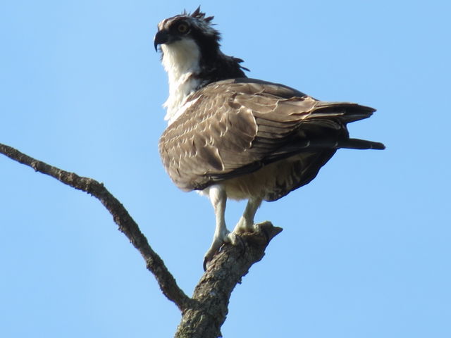 Osprey