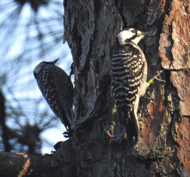 Red-cockaded Woodpecker