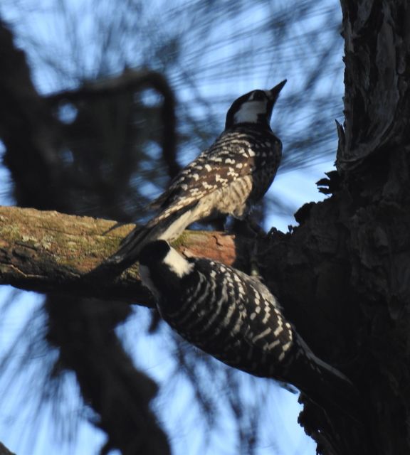 Red-cockaded Woodpecker