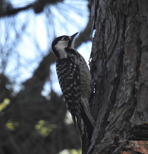 Red-cockaded Woodpecker