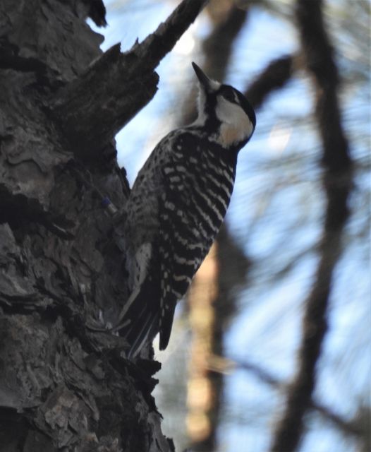 Red-cockaded Woodpecker