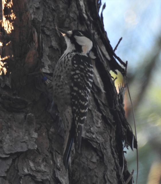 Red-cockaded Woodpecker