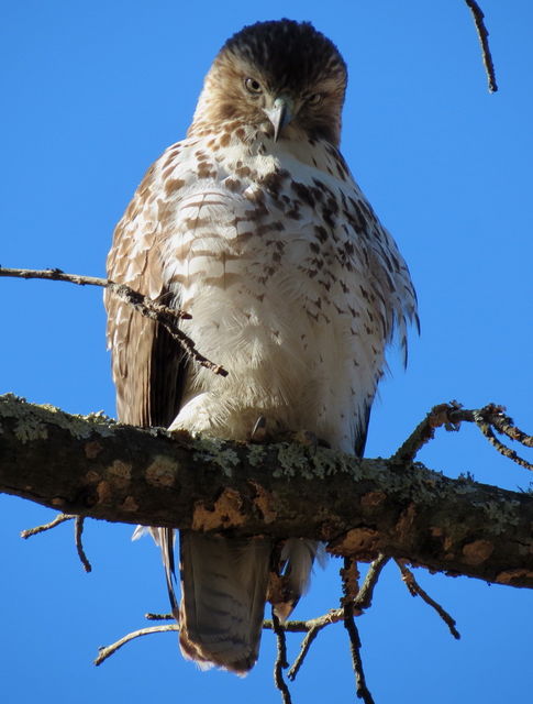 Red-tailed Hawk