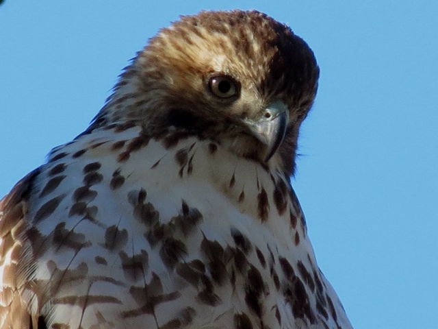 Red-tailed Hawk