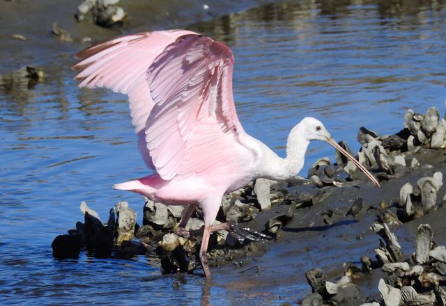 Roseate Spoonbill