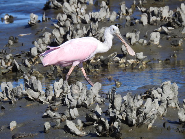 Roseate Spoonbill