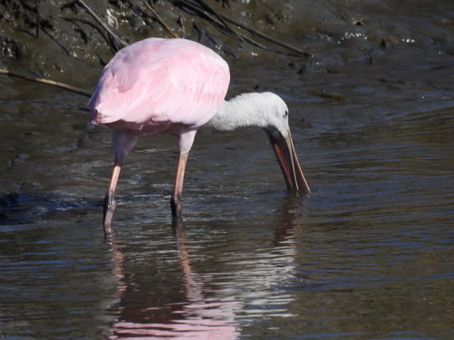 Roseate Spoonbill