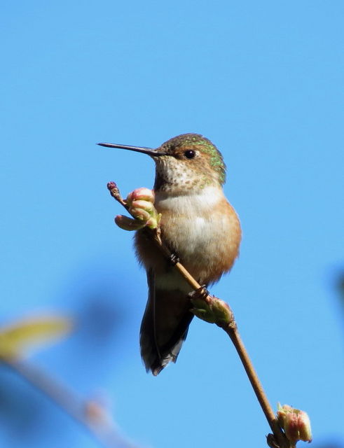 Rufous Hummingbird