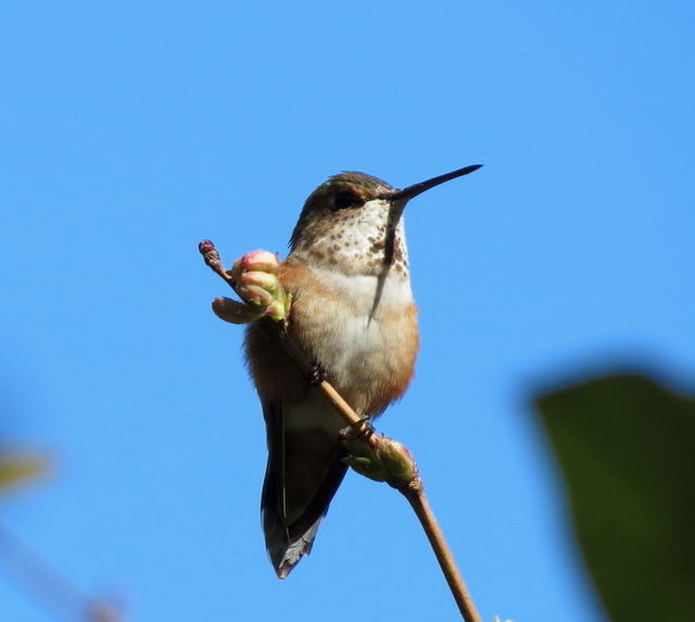 Rufous Hummingbird