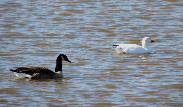 Snow Goose