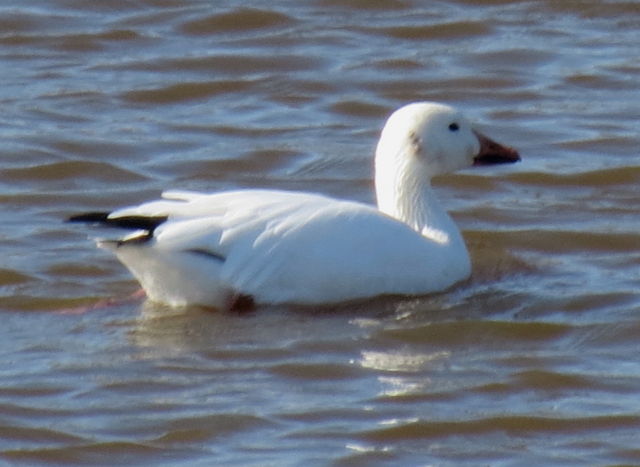 Snow Goose