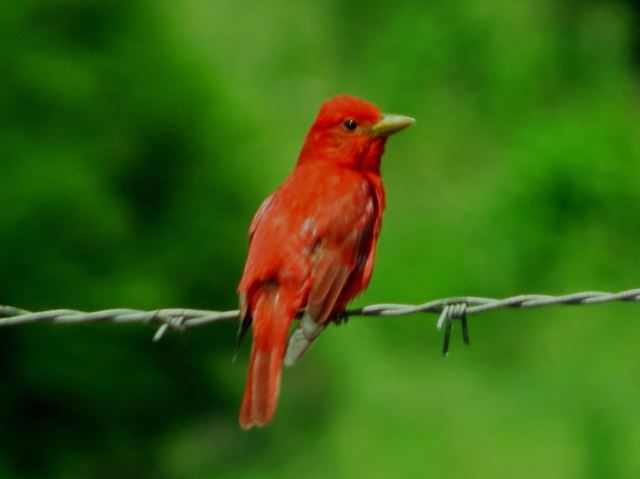 Summer Tanager