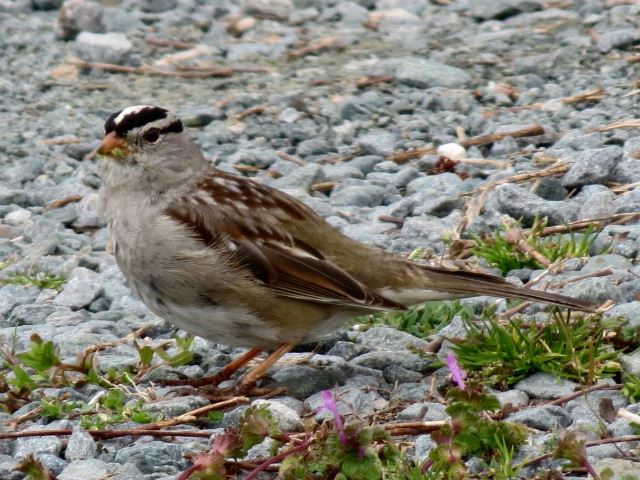 White-crowned Sparrow