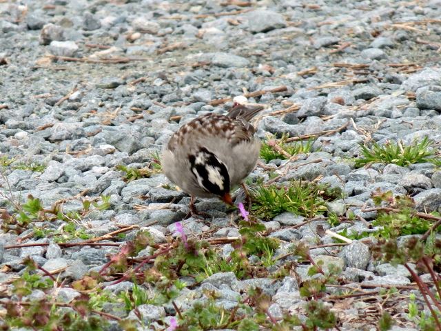 White-crowned Sparrow