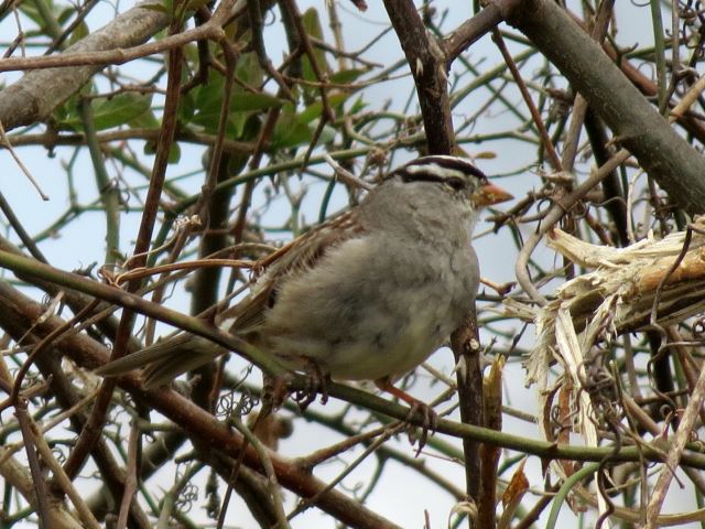 White-crowned Sparrow