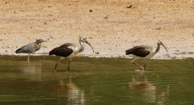 White Ibis