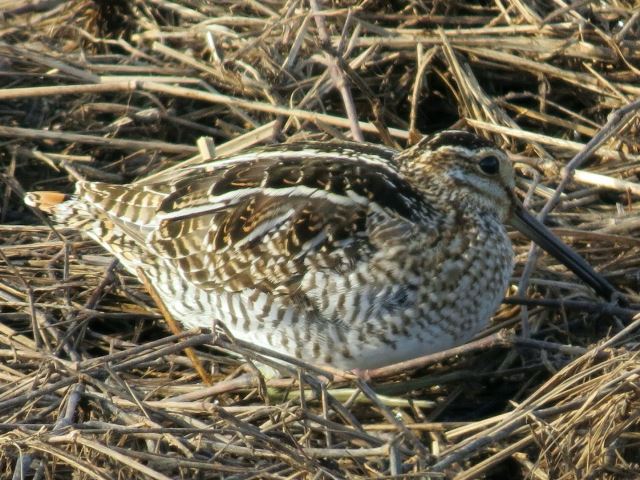 Wilson's Snipe