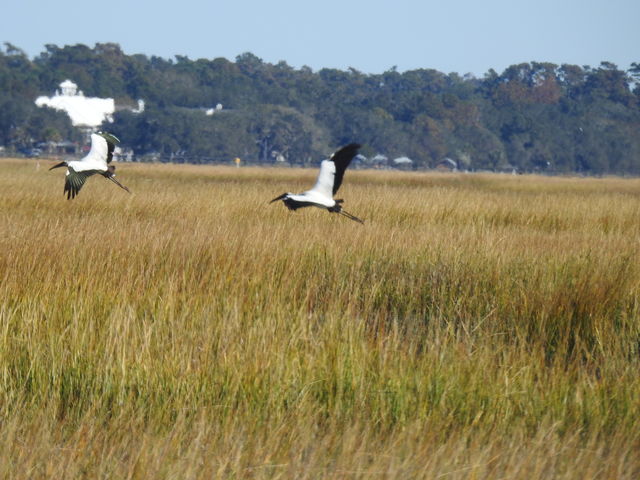 Wood Stork