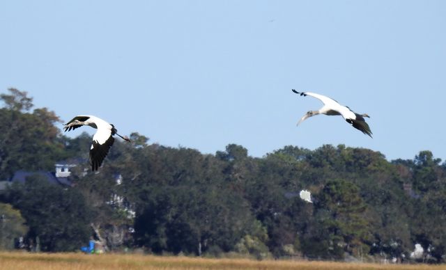 Wood Stork