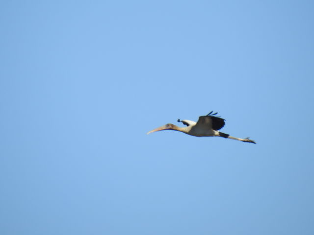 Wood Stork