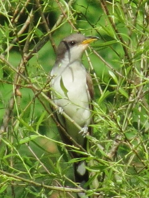 Yellow-billed Cuckoo