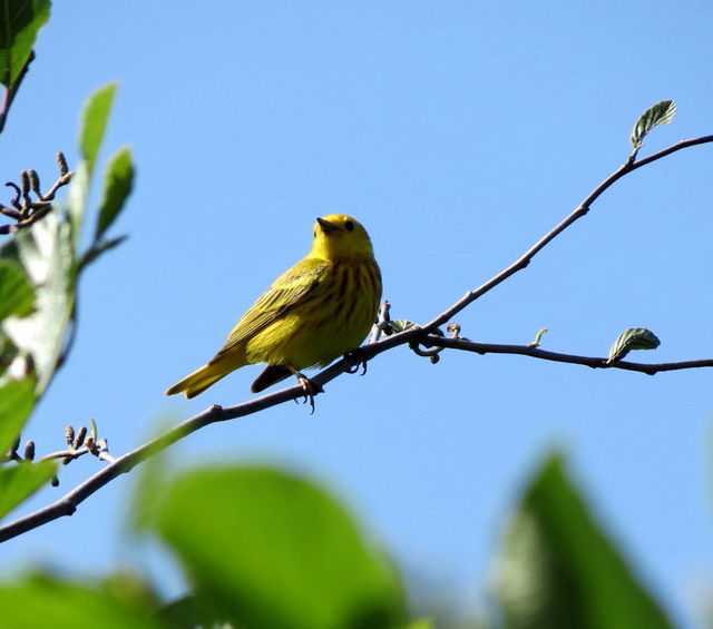 Yellow Warbler