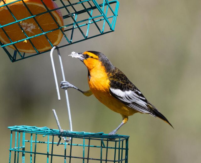 Bullock's Oriole