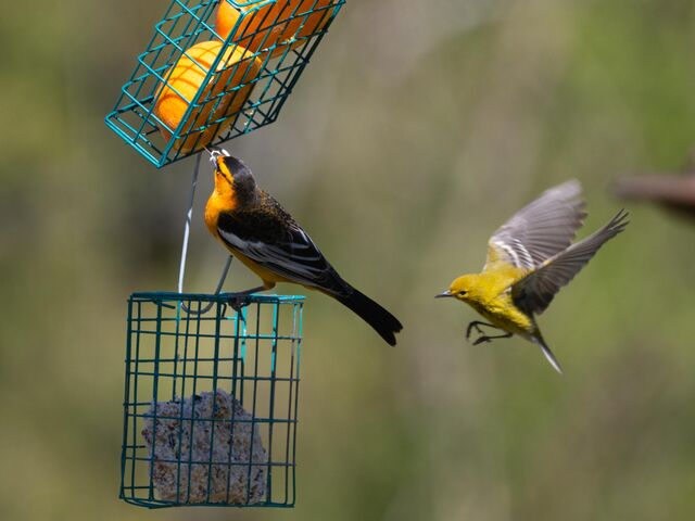 Bullock's Oriole